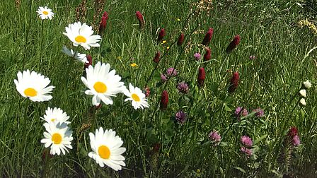 Diverse soorten bloemen in het gras